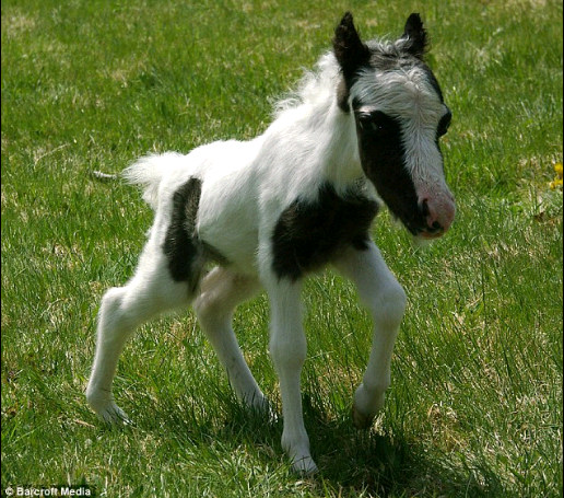 注目 世界最小の馬がメチャかわいい さえてる情報